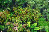 Ludwigia Repens (Absolutely Stunning Aquarium Plant)