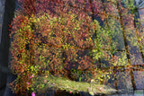 Ludwigia Repens (Absolutely Stunning Aquarium Plant)