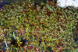 Ludwigia Repens (Absolutely Stunning Aquarium Plant)