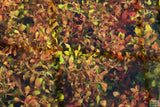 Ludwigia Repens (Absolutely Stunning Aquarium Plant)