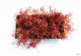 Ludwigia "Triple Red" Easy RED!