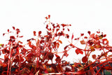 Ludwigia "Triple Red" Easy RED!