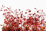 Ludwigia "Triple Red" Easy RED!