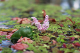 Madagascar Lace Plant (Aponogeton madagascariensis)
