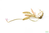 Madagascar Lace Plant (Aponogeton madagascariensis)