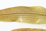 Madagascar Lace Plant (Aponogeton madagascariensis)