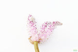 Madagascar Lace Plant (Aponogeton madagascariensis)