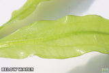 "Major" Sword (Echinodorus Major)  Ruffled Swords! (6-7 inches tall)