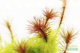 Mayaca Sellowiniana_Aquarium Plant for sale