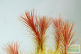 Mayaca Sellowiniana_Aquarium Plant for sale
