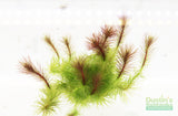 Mayaca Sellowiniana_Aquarium Plant for sale