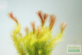 Mayaca Sellowiniana_Aquarium Plant for sale