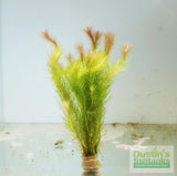 Mayaca Sellowiniana_Aquarium Plant for sale