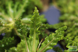 Pogostemon Helferi_Aquarium plant for sale_Aquarium plants for sale