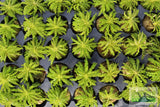 Pogostemon Helferi_Aquarium plant for sale_Aquarium plants for sale
