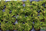 Pogostemon Helferi_Aquarium plant for sale_Aquarium plants for sale