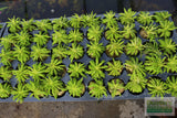Pogostemon Helferi_Aquarium plant for sale_Aquarium plants for sale