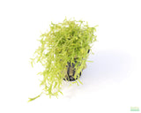 Pearl Weed_Micranthemum Micranthemoides_Aquarium Plant for sale_aquarium plants for sale