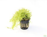 Pearl Weed_Micranthemum Micranthemoides_Aquarium Plant for sale_aquarium plants for sale