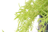 Pearl Weed_Micranthemum Micranthemoides_Aquarium Plant for sale_aquarium plants for sale