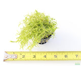 Pearl Weed_Micranthemum Micranthemoides_Aquarium Plant for sale_aquarium plants for sale