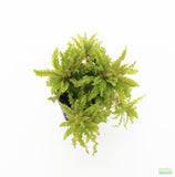 Pogostemon helferi AKA Dr Seuss Plant (Downoi) SALE