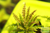 Pogostemon Helferi_Aquarium plant for sale_Aquarium plants for sale