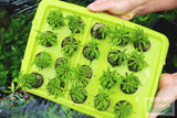 Pogostemon Helferi_Aquarium plant for sale_Aquarium plants for sale