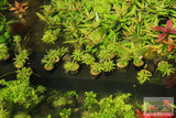 Pogostemon Helferi_Aquarium plant for sale_Aquarium plants for sale