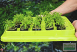 Pogostemon Helferi_Aquarium plant for sale_Aquarium plants for sale