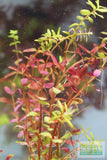 Rotala Rotundifolia Red_Aquarium Plant For sale