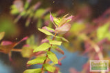 Rotla Macrandra Small Leaf_Aquarium Plant For Sale