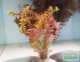 Rotla Macrandra Small Leaf_Aquarium Plant For Sale