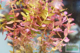 Rotla Macrandra Small Leaf_Aquarium Plant For Sale