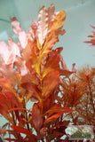 Sexy Red Aquarium Plant Combo_Aquarium Plants For Sale