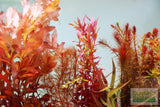 Sexy Red Aquarium Plant Combo_Aquarium Plants For Sale