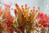 Sexy Red Aquarium Plant Combo_Aquarium Plants For Sale