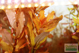 Sexy Red Aquarium Plant Combo_Aquarium Plants For Sale