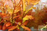 Sexy Red Aquarium Plant Combo_Aquarium Plants For Sale