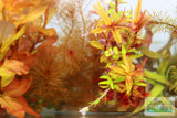 Sexy Red Aquarium Plant Combo_Aquarium Plants For Sale
