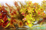 Sexy Red Aquarium Plant Combo_Aquarium Plants For Sale