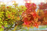 Sexy Red Aquarium Plant Combo_Aquarium Plants For Sale