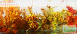 Sexy Red Aquarium Plant Combo_Aquarium Plants For Sale