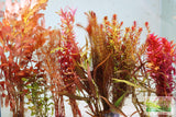 Sexy Red Aquarium Plant Combo_Aquarium Plants For Sale