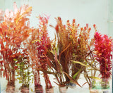 Sexy Red Aquarium Plant Combo_Aquarium Plants For Sale