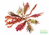 Sexy Red Aquarium Plant Combo_Aquarium Plants For Sale