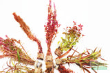 Sexy Red Aquarium Plant Combo_Aquarium Plants For Sale
