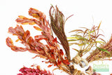 Sexy Red Aquarium Plant Combo_Aquarium Plants For Sale