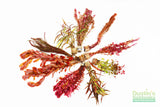 Sexy Red Aquarium Plant Combo_Aquarium Plants For Sale