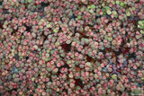 Red Root Floater (Wow Floating Plant) Phyllanthus Fluitans (GREEN/Red  ON TOP)